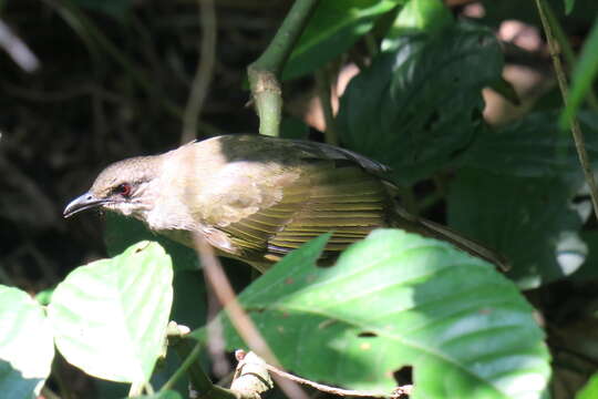 Image of Olive-winged Bulbul