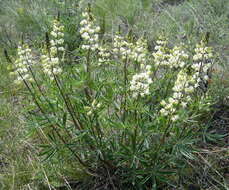 Image of sulphur lupine