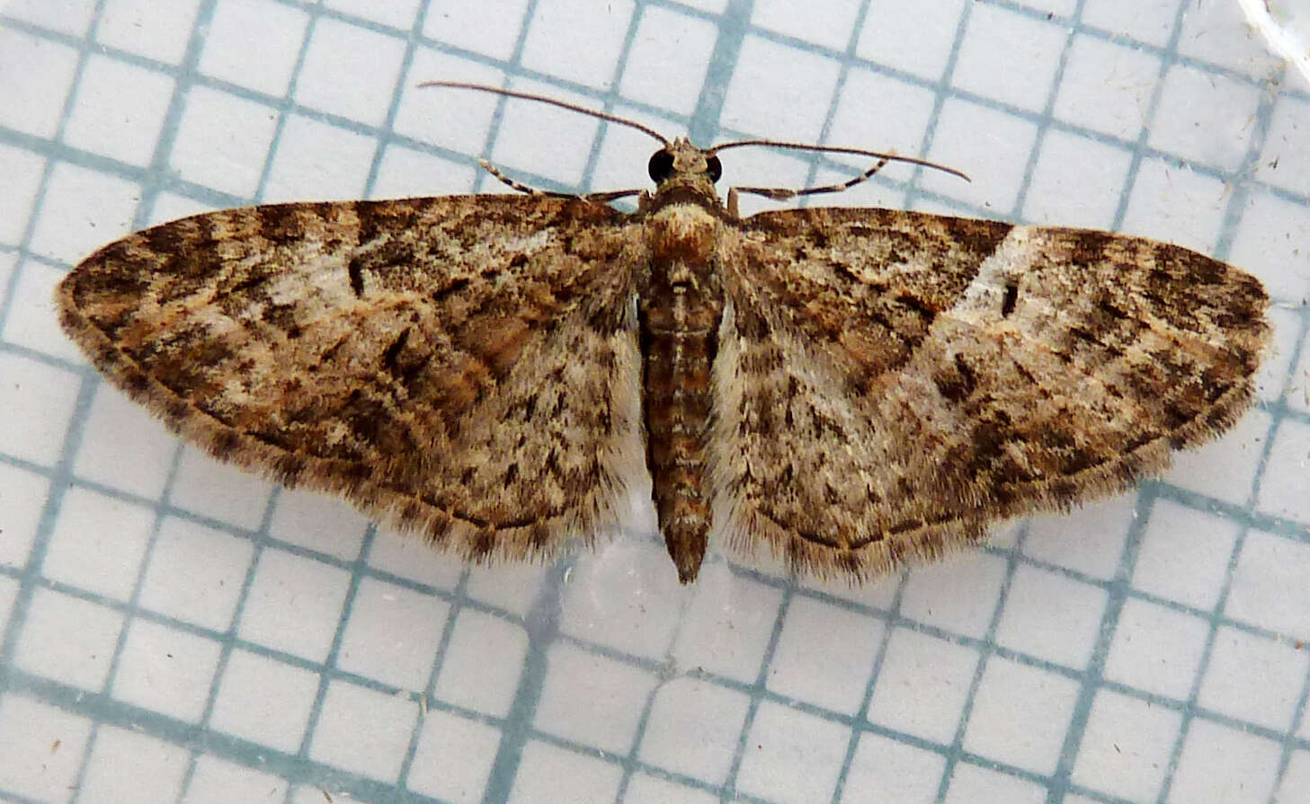 Слика од Eupithecia abbreviata Stephens 1831