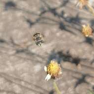 Image of Anthophora squammulosa Dours 1869