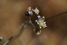 Leucheria hieracioides Cass. resmi