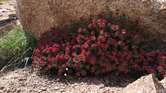 Image of Rhodiola coccinea (Royle) A. Boriss.