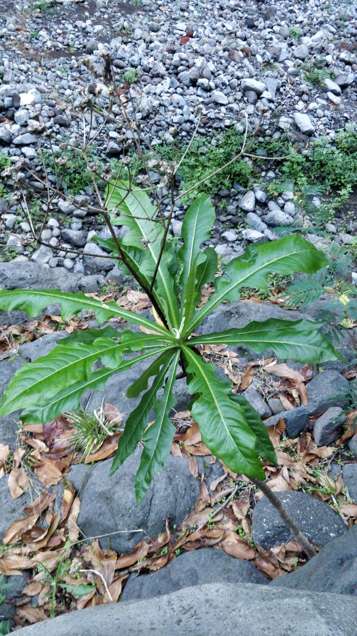 Image of Sonchus fruticosus L. fil.