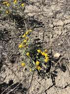 Plancia ëd Picradeniopsis oppositifolia (Nutt.) Rydb.