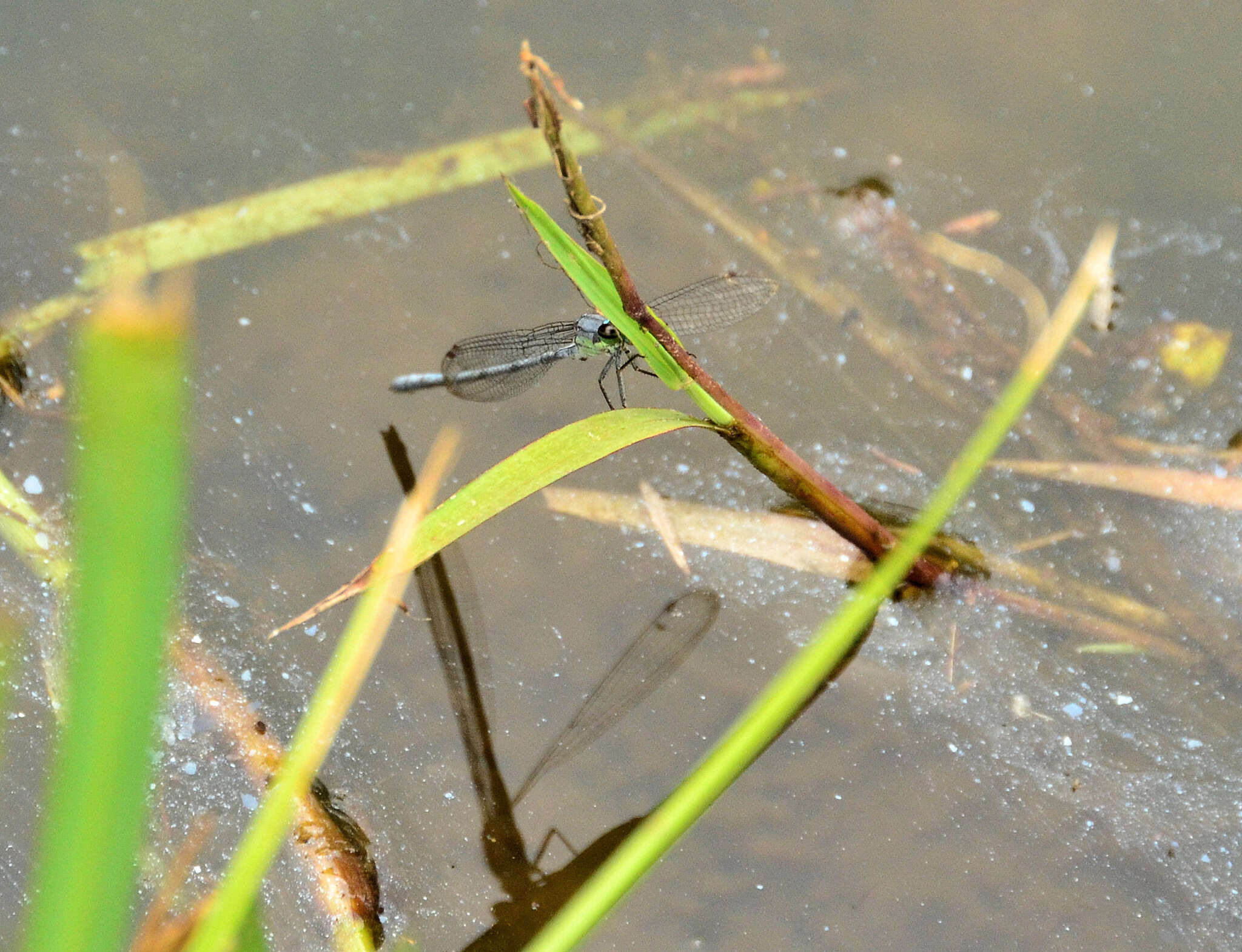 Image of Pseudagrion spernatum Selys 1881