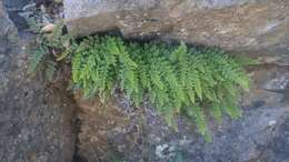 Image of lace lipfern