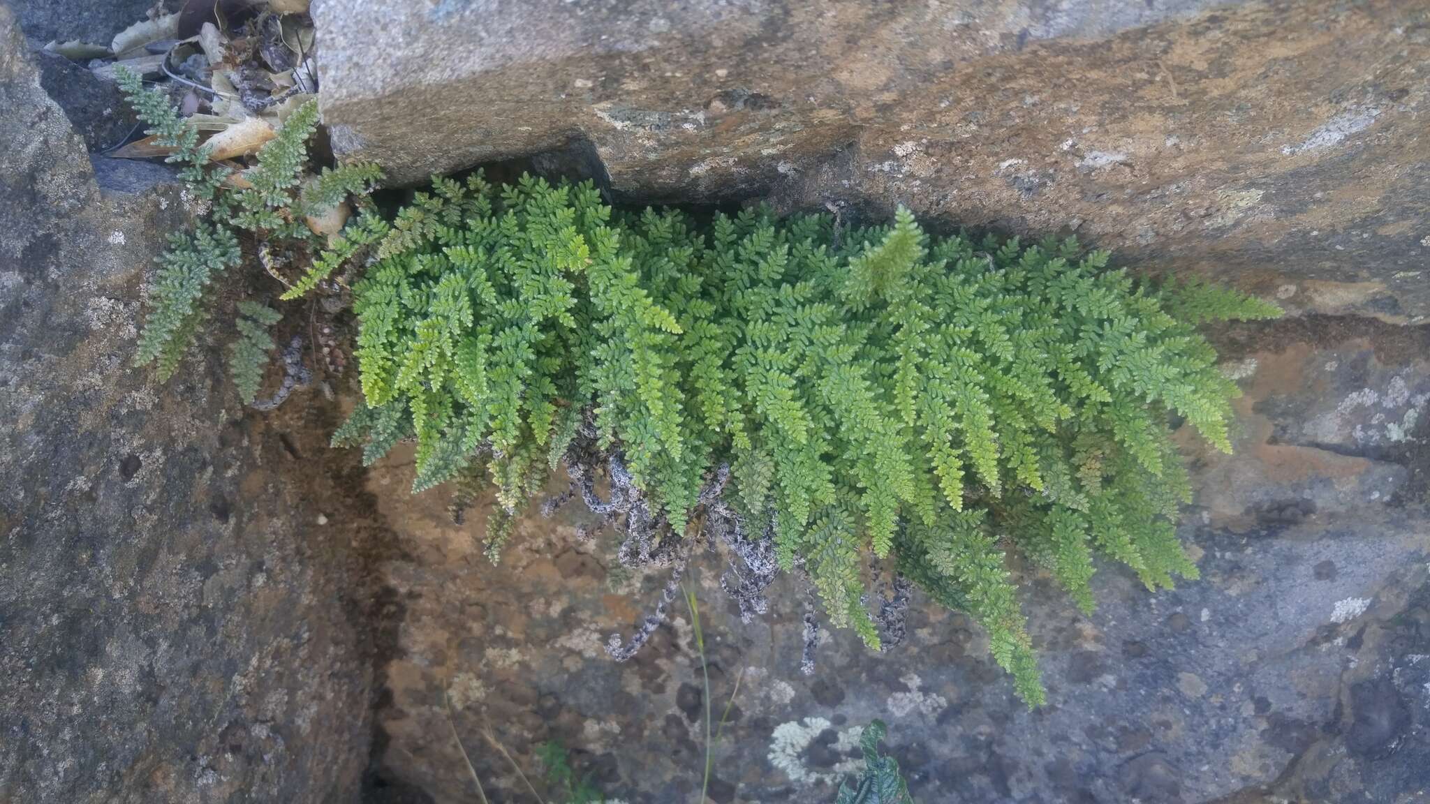 Image of lace lipfern