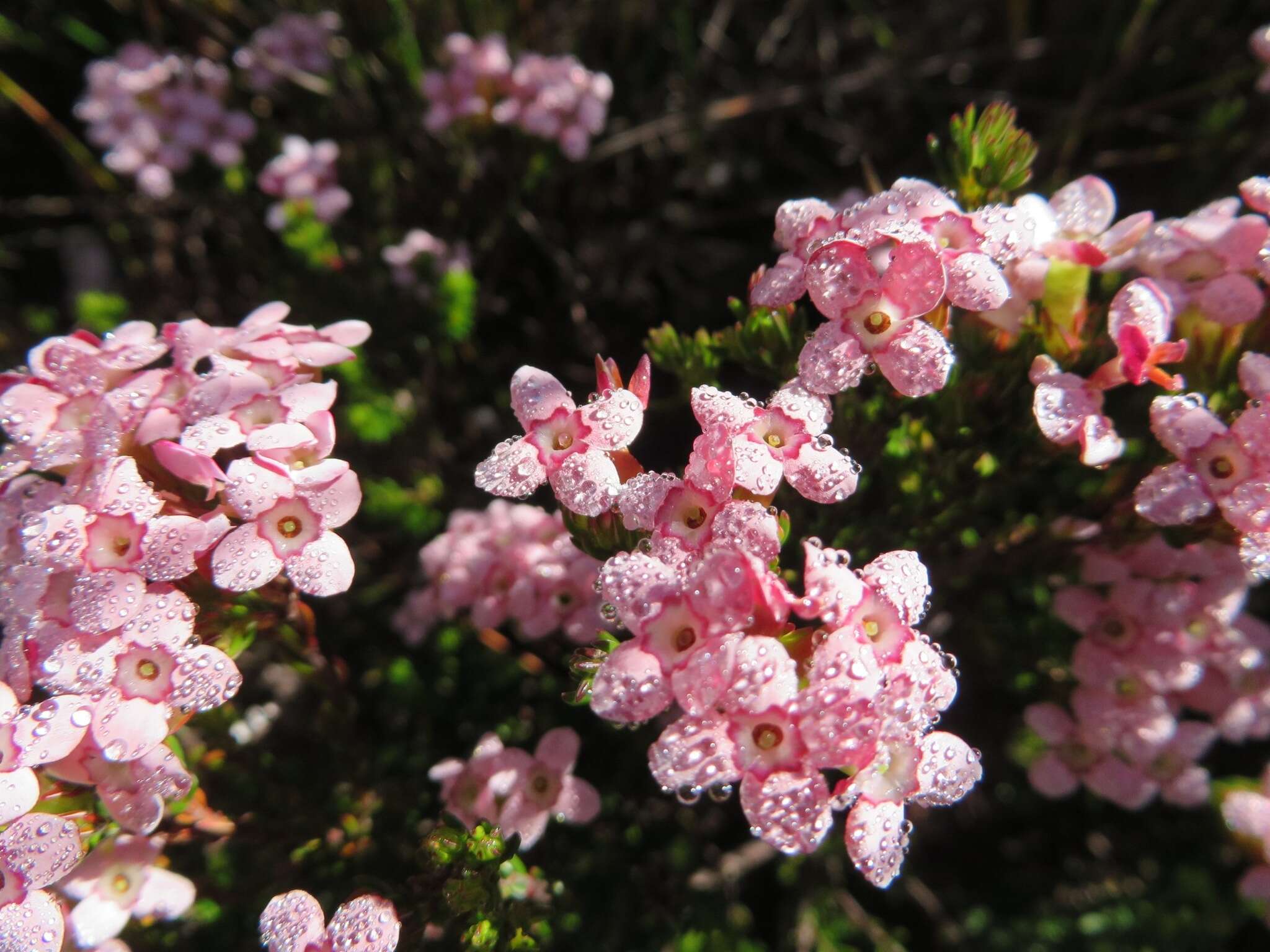 Image of Erica fastigiata var. fastigiata