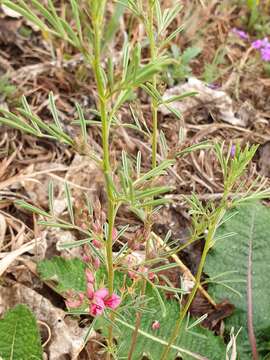 Imagem de Indigofera hilaris Eckl. & Zeyh.