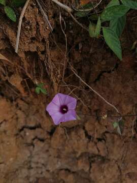 Image de Ipomoea leucantha Jacq.