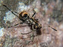 Imagem de <i>Polyrhachis epinotalis</i>