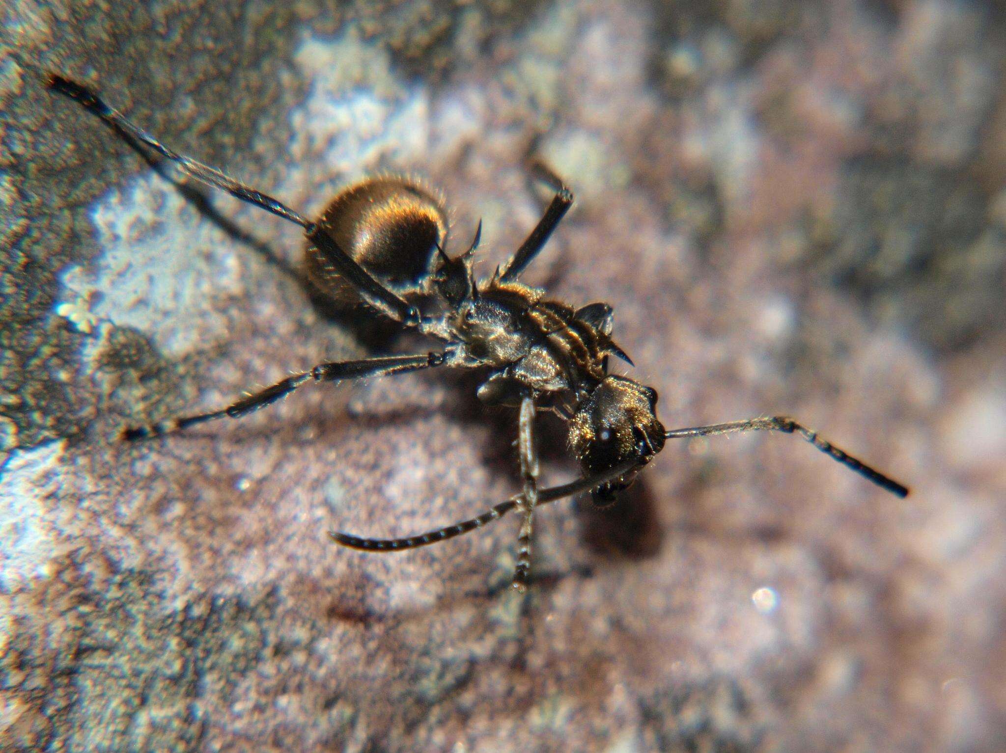 Image of <i>Polyrhachis epinotalis</i>