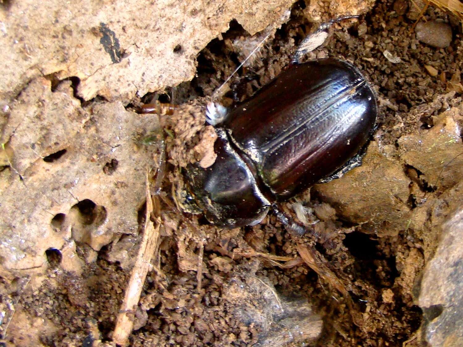 صورة Heterogomphus dilaticollis Burmeister 1847