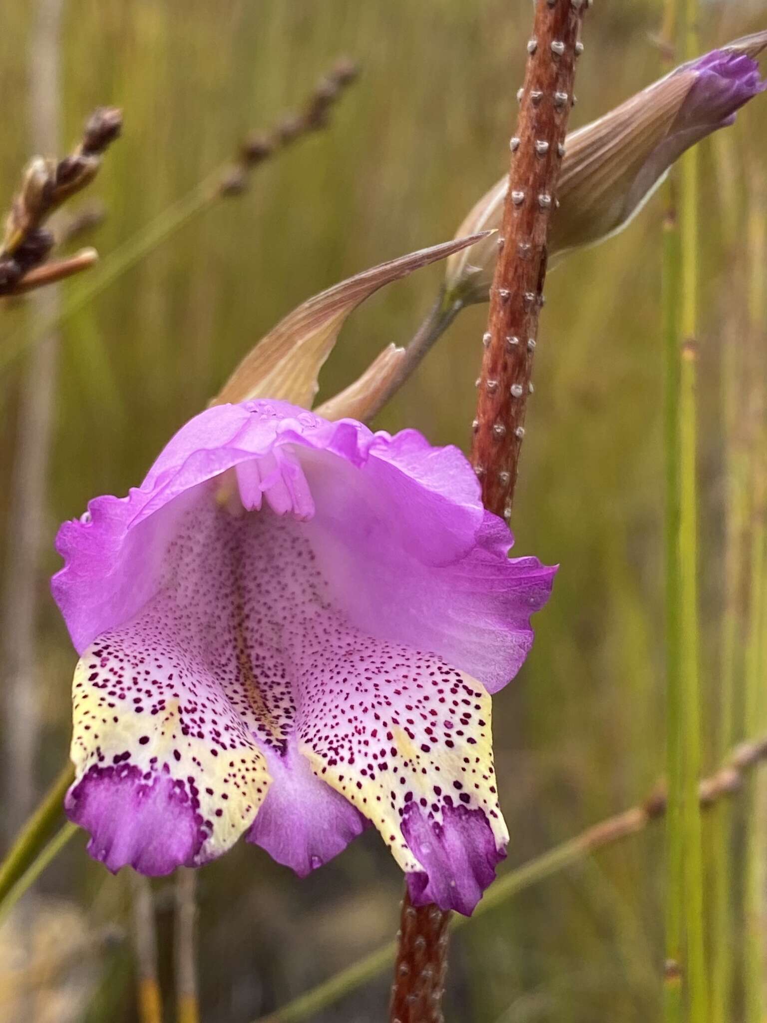 Image of Gladiolus bullatus Thunb. ex G. J. Lewis