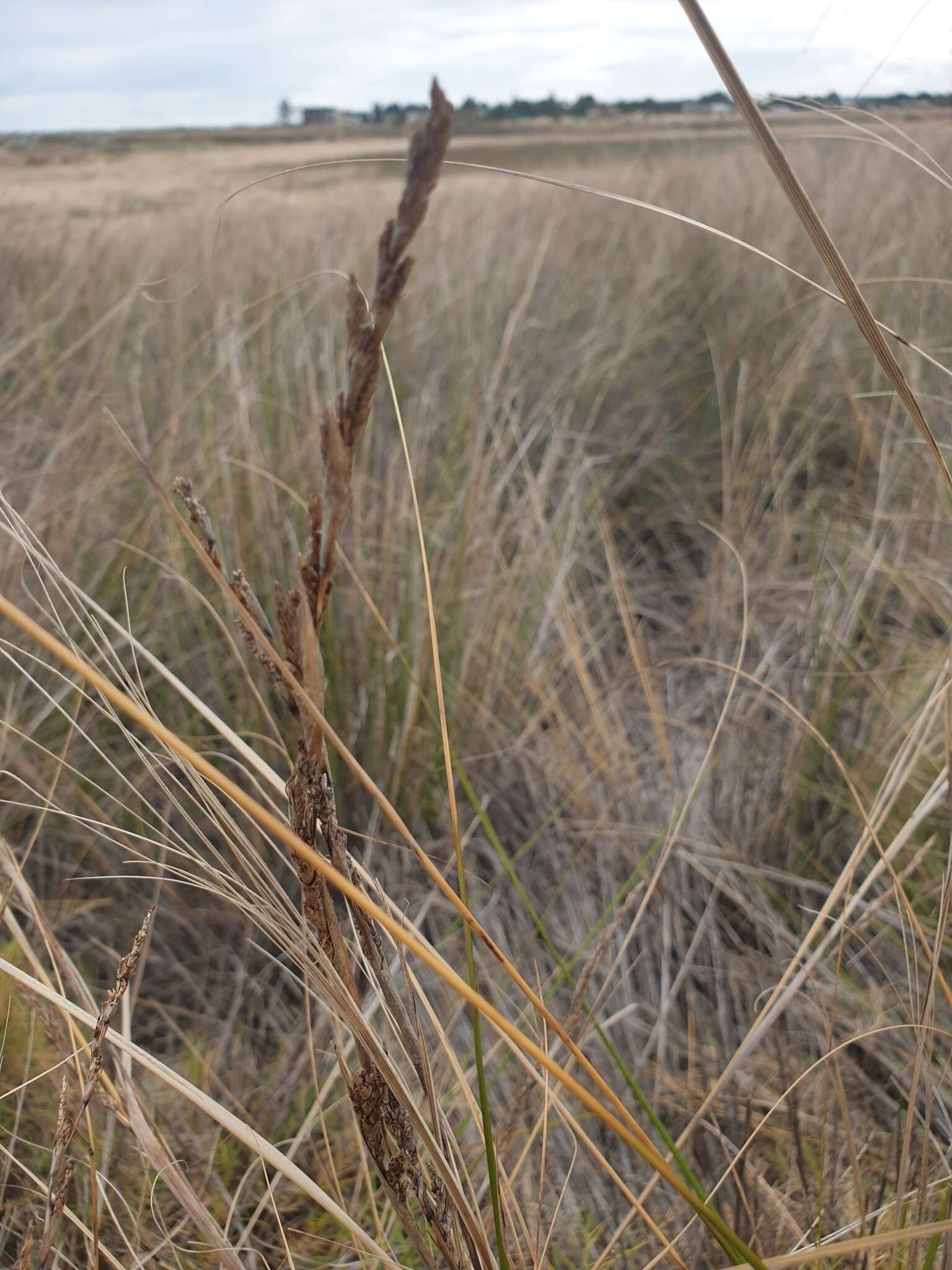 Image of Gahnia filum (Labill.) F. Muell.