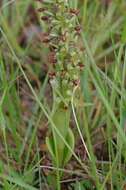 Image de Satyrium parviflorum Sw.