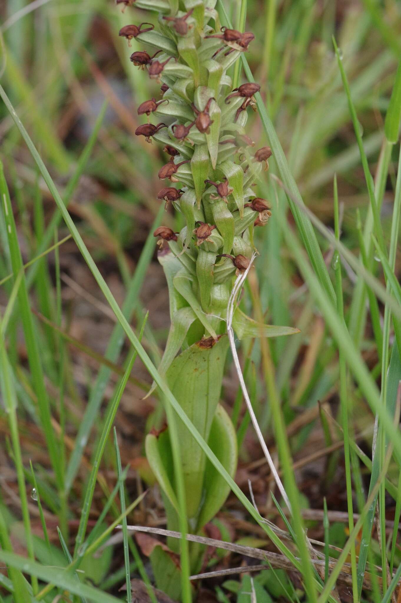 Image of Satyrium parviflorum Sw.