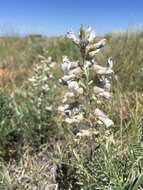 Image of silky sophora