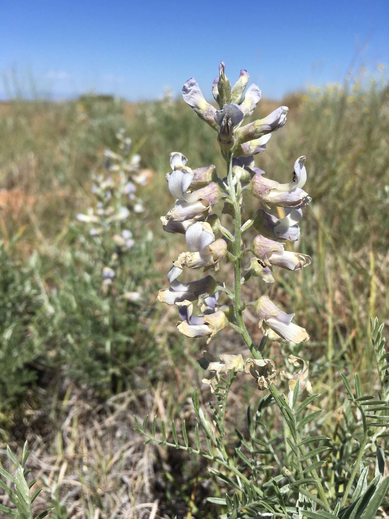 Image of silky sophora