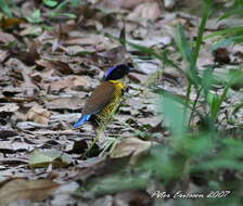 Image of Gurney's Pitta