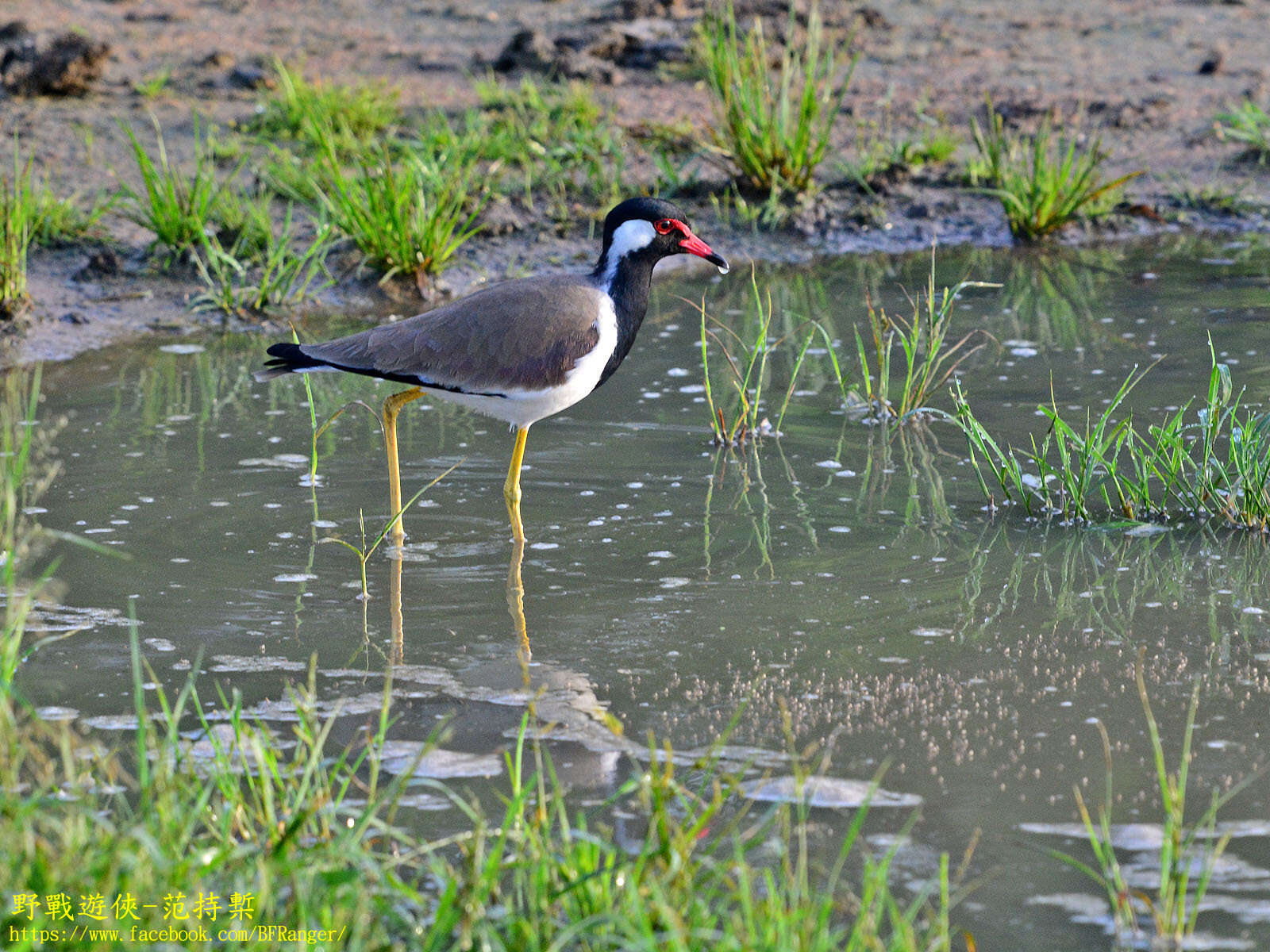 Image of Vanellus indicus lankae (Koelz 1939)