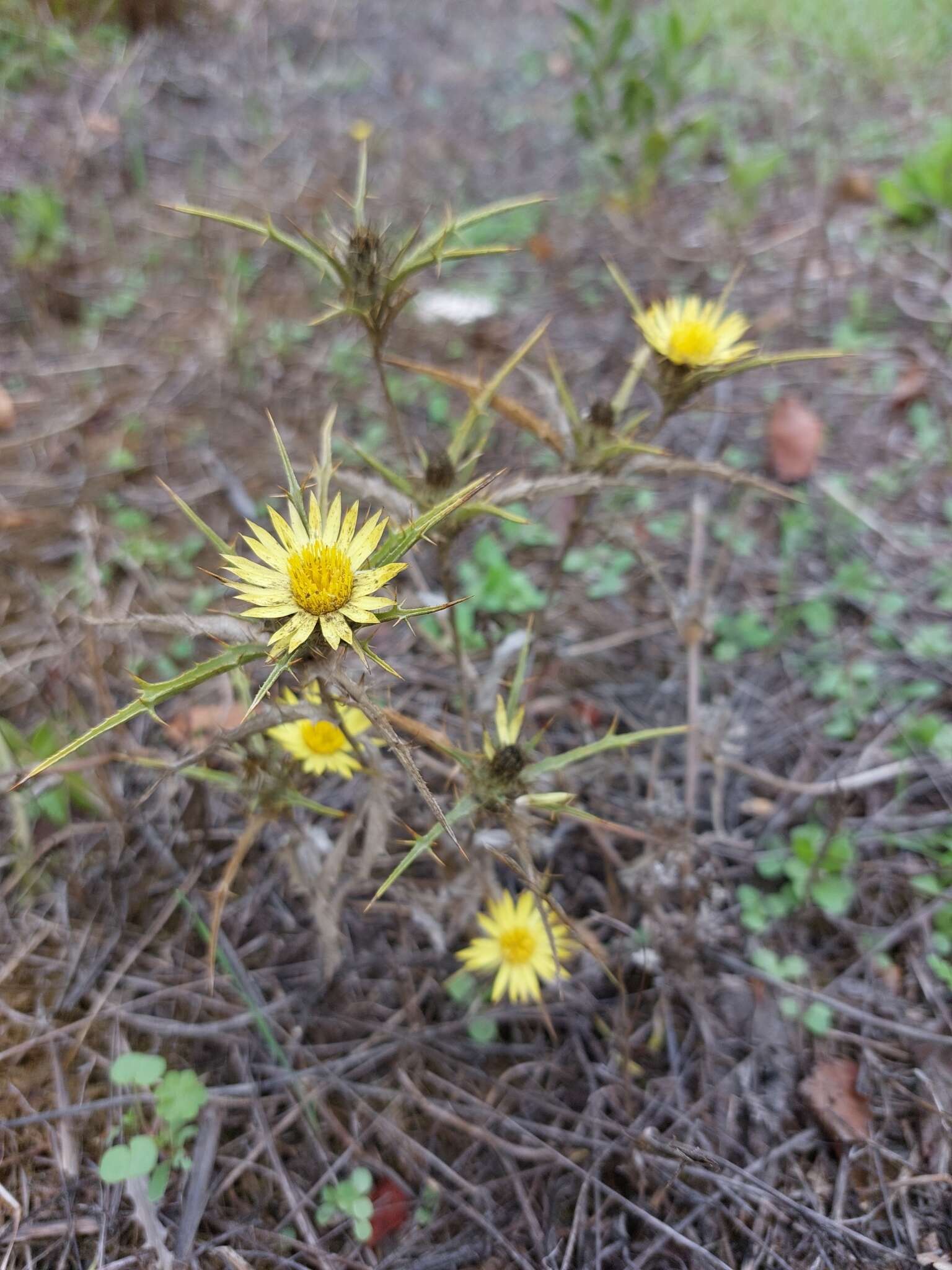 Image of Carlina racemosa L.