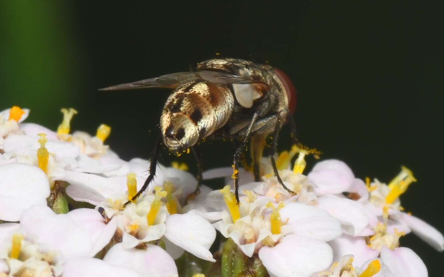 صورة Miltogramma punctata Meigen 1824