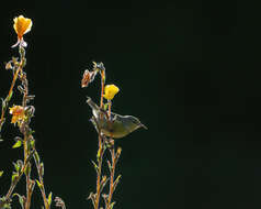 Chlorodrepanis virens wilsoni (Rothschild 1893)的圖片