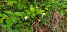 Image of Pilidiostigma rhytisperma (F. Müll.) Burret