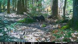 صورة Lontra canadensis canadensis (Schreber 1777)