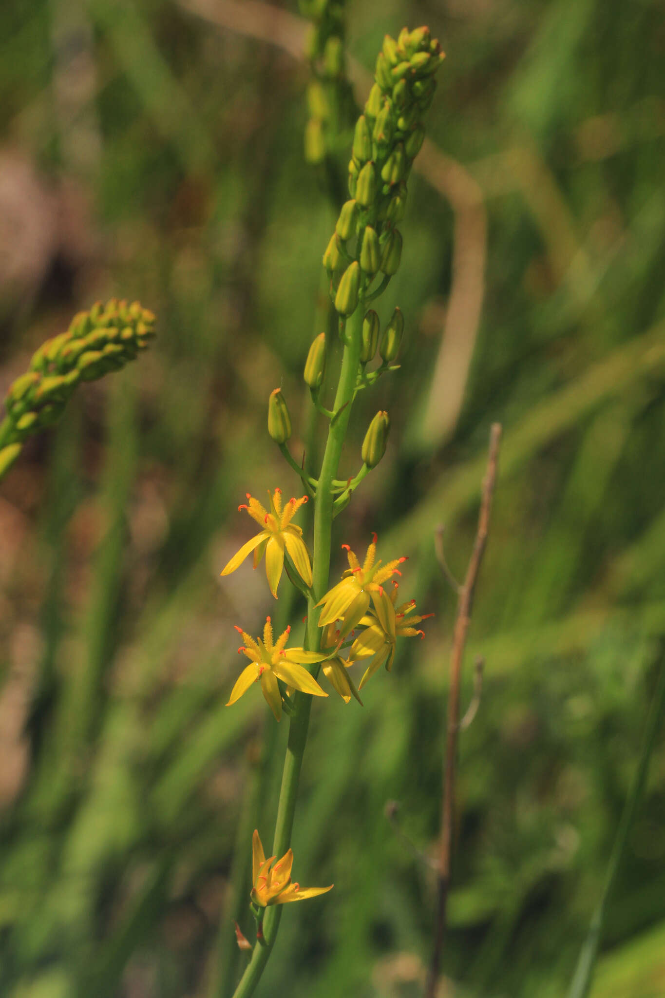 Image of California bog asphodel