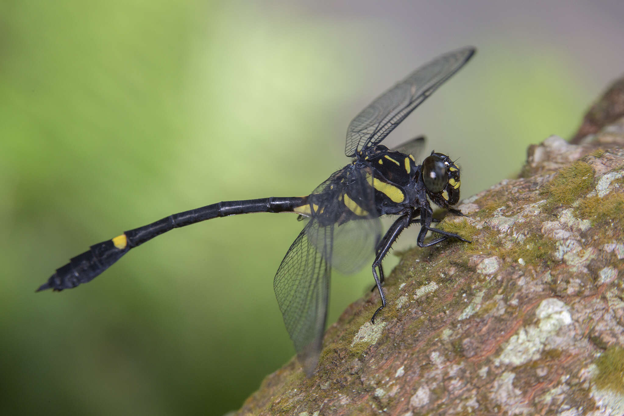 صورة Gomphidictinus perakensis (Laidlaw 1902)