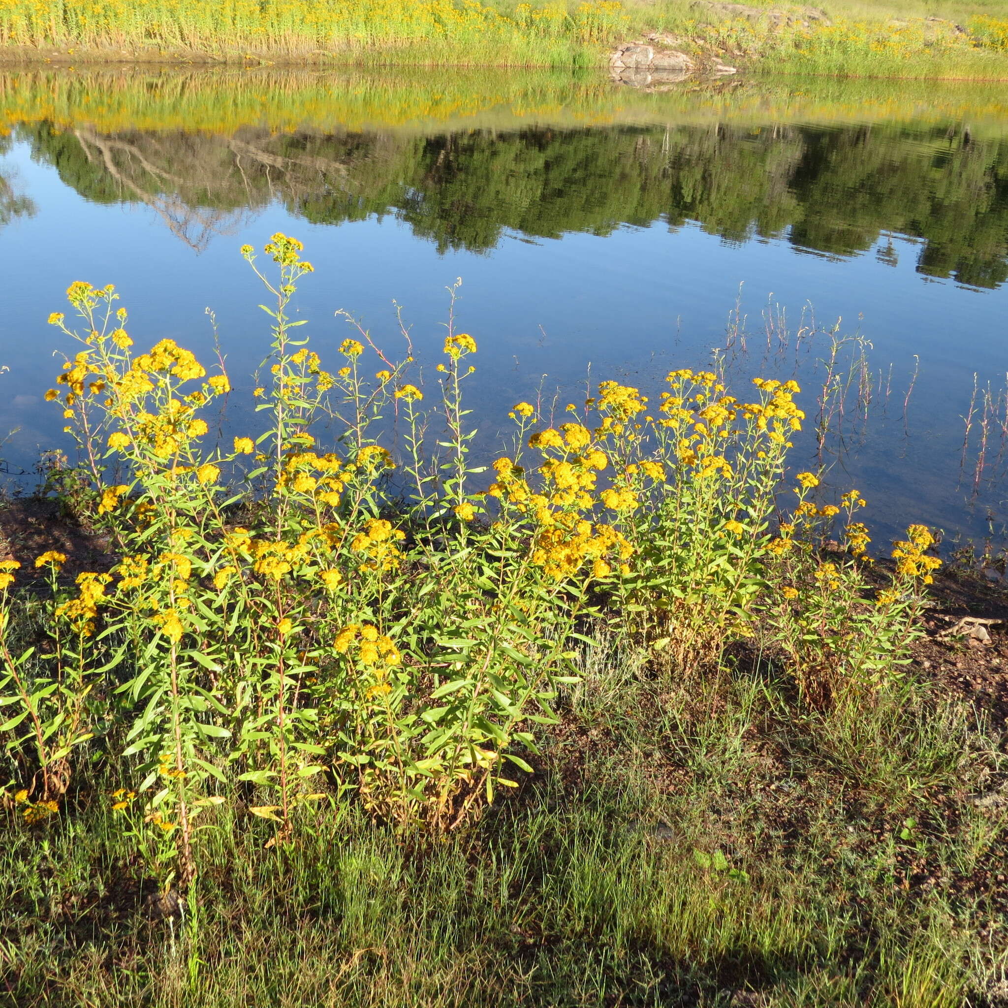 Image of San Pedro Matchweed