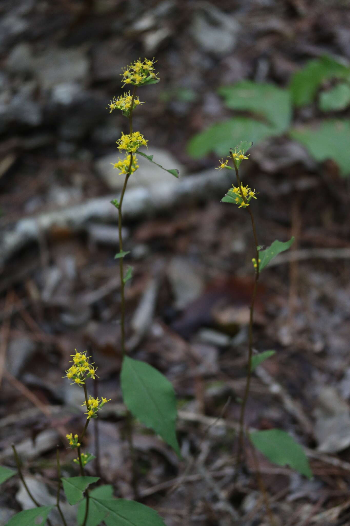 Sivun Solidago caesia var. zedia R. E. Cook & Semple kuva