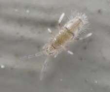 Image of Elongate-bodied Springtail