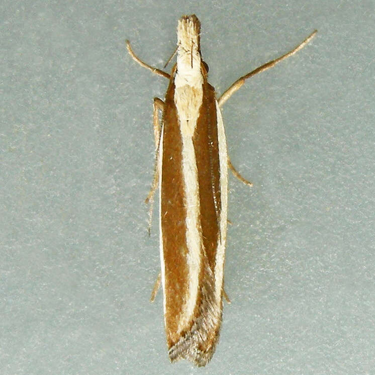 Image of Juniper webworm