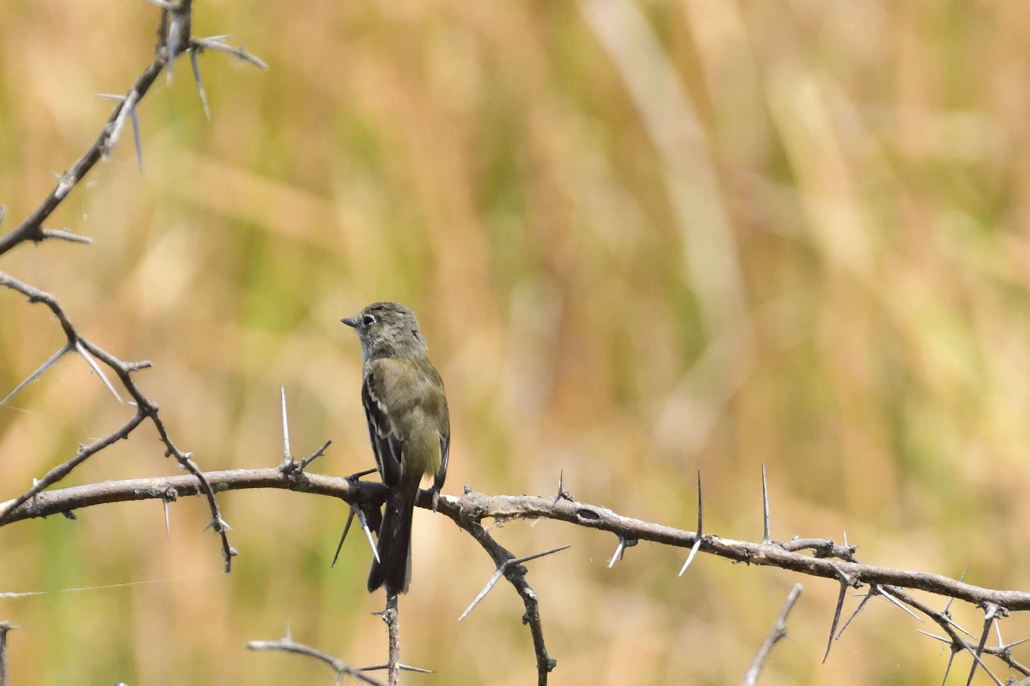 Image of White-throated Flycatcher