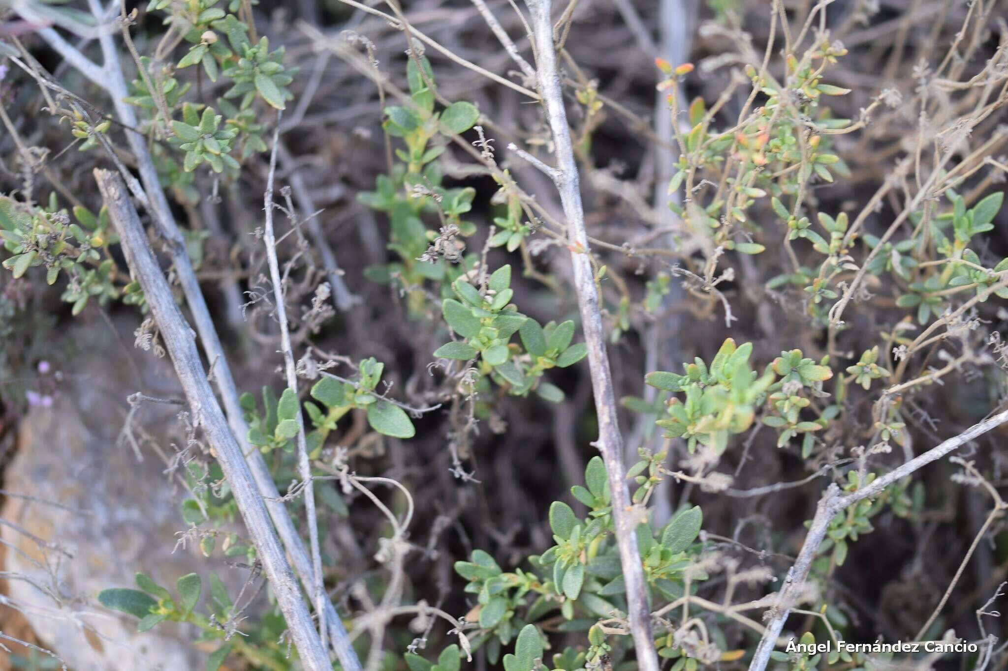 Image of Helianthemum squamatum (L.) Pers.