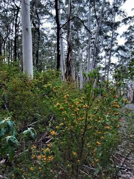 Image of Eucalyptus oreades F. Müll. ex R. T. Baker