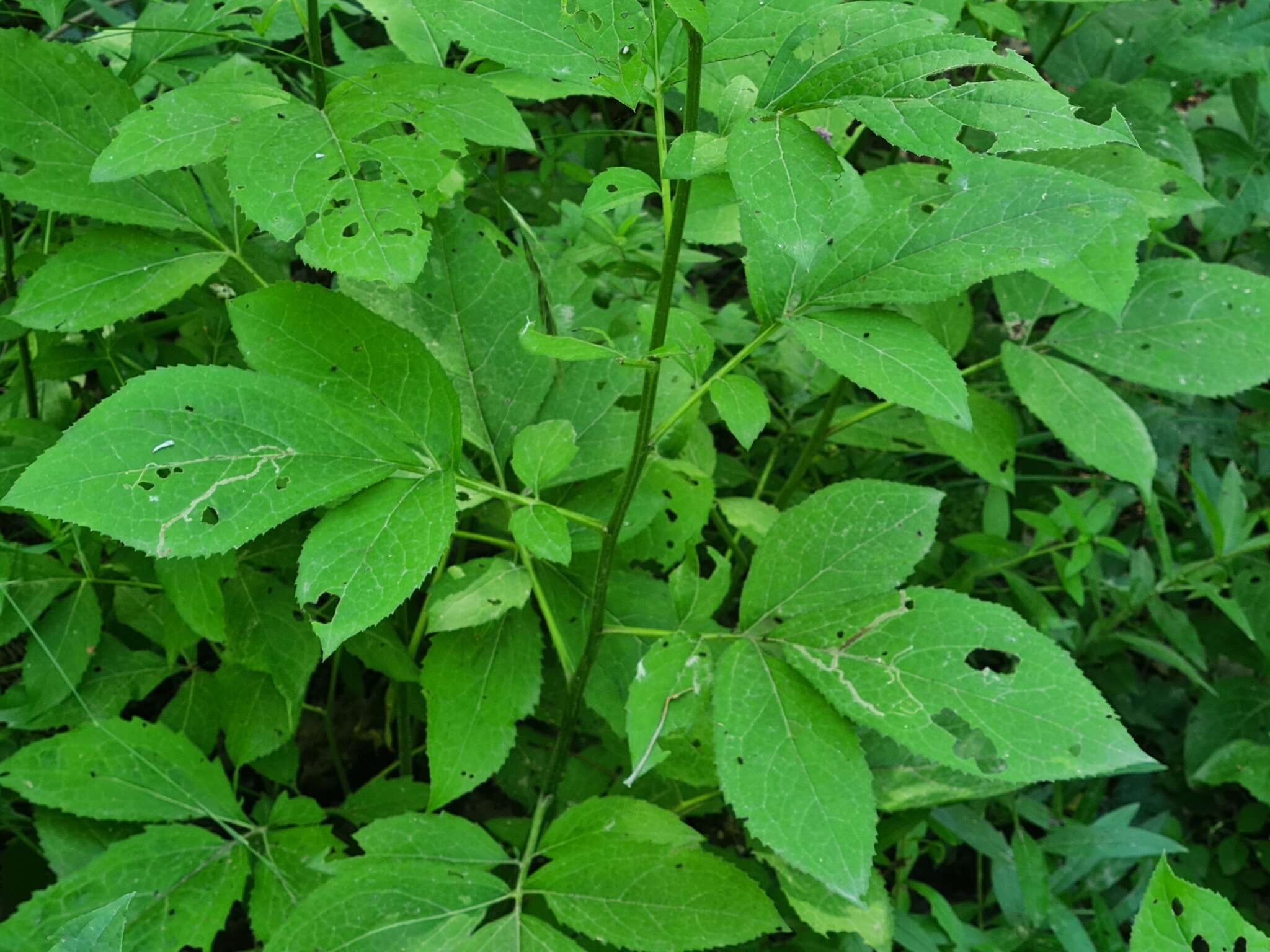 Image of Klasea quinquefolia (Willd.) Greuter & Wagenitz