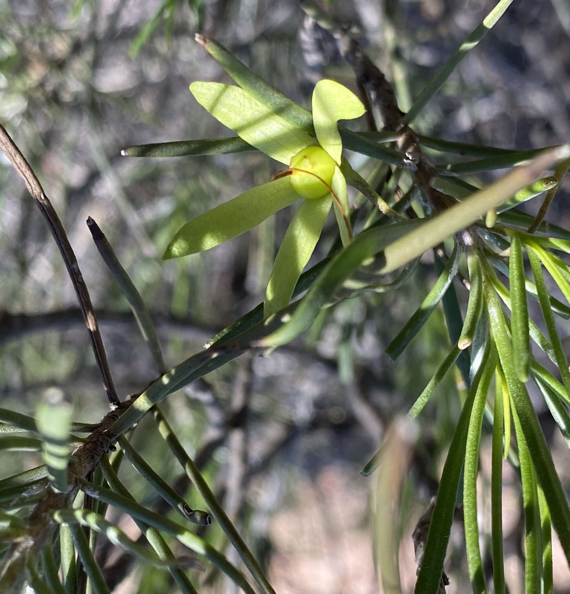 Image of Eremophila oldfieldii subsp. angustifolia (S. Moore) Chinnock