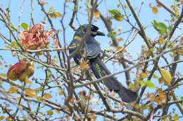 Image of Treepie