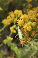 Image of Prairie Tree Cricket