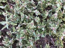 Image of Lobelia concolor R. Br.