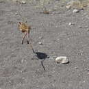 Image of small five-toed jerboa