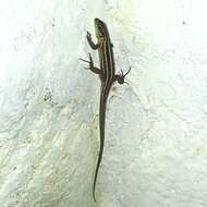 Image of Caucusus Emerald Lizard