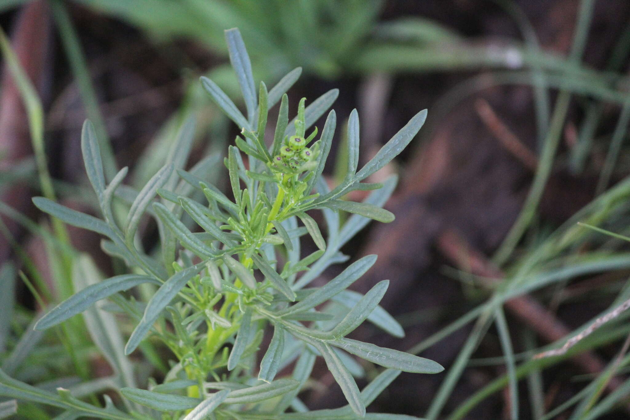 Senecio spanomerus I. Thomps. resmi