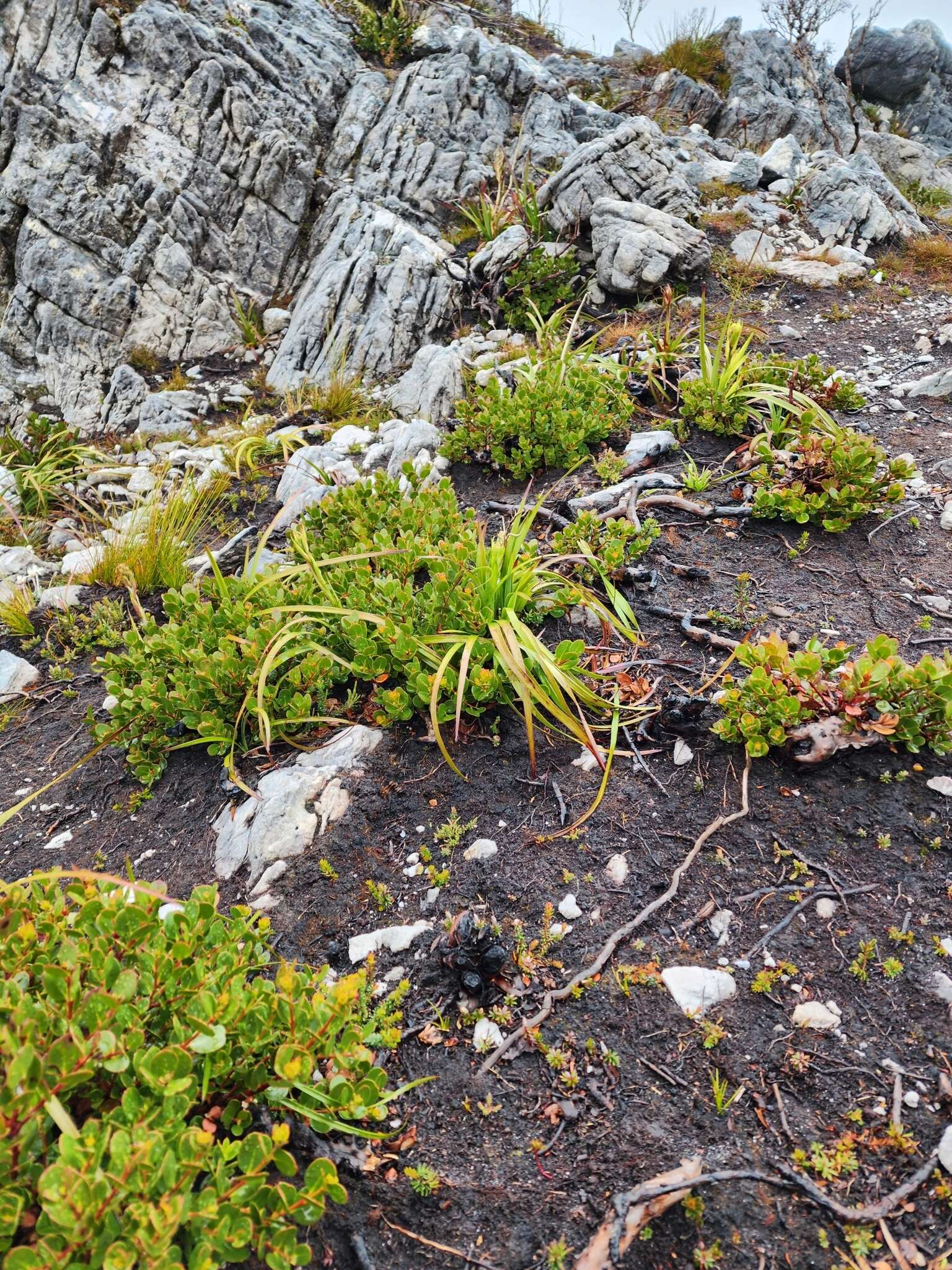 Image of Eucalyptus vernicosa Hook. fil.