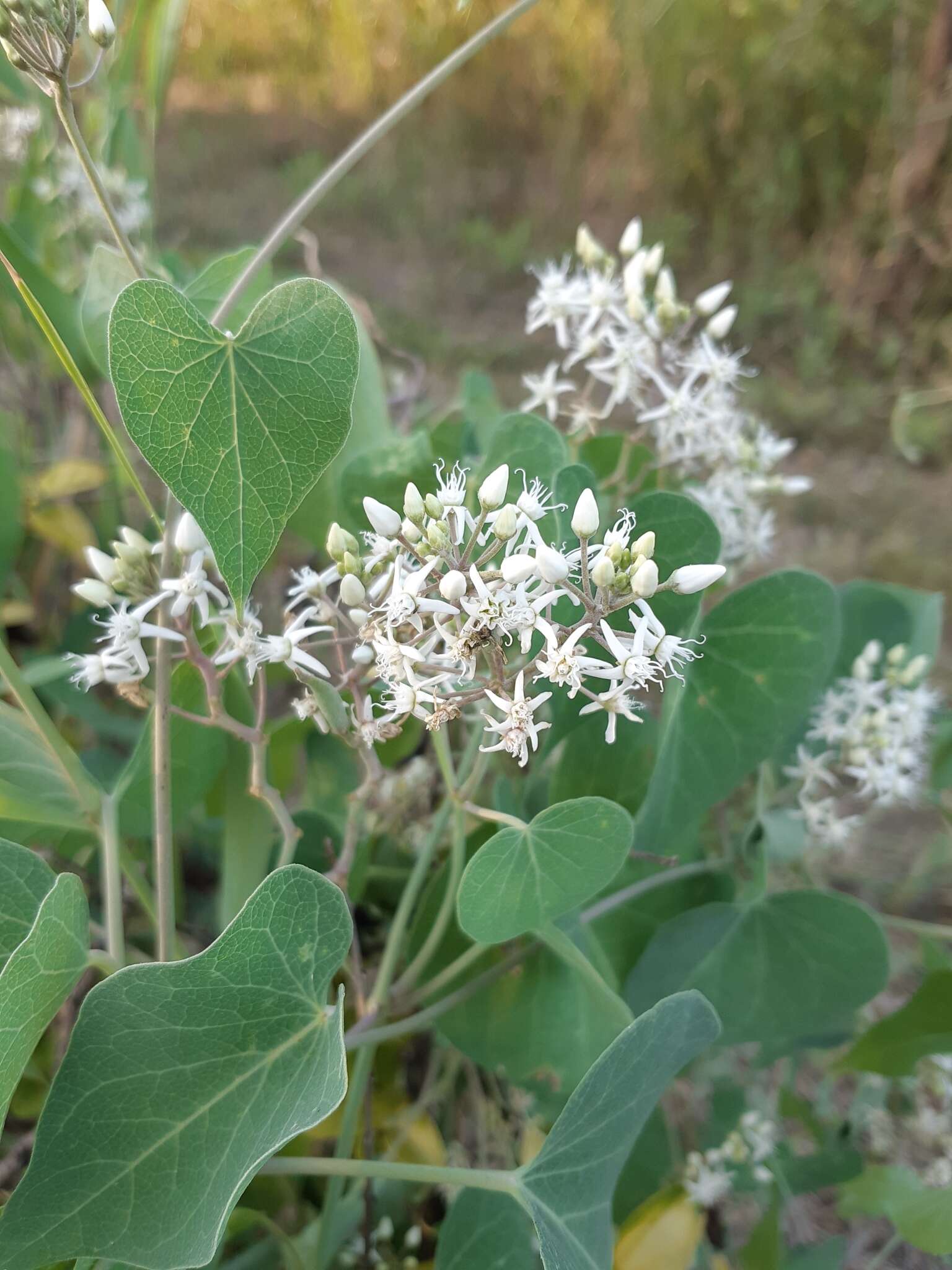 Image of Vincetoxicum pubescens (Bunge) Kuntze