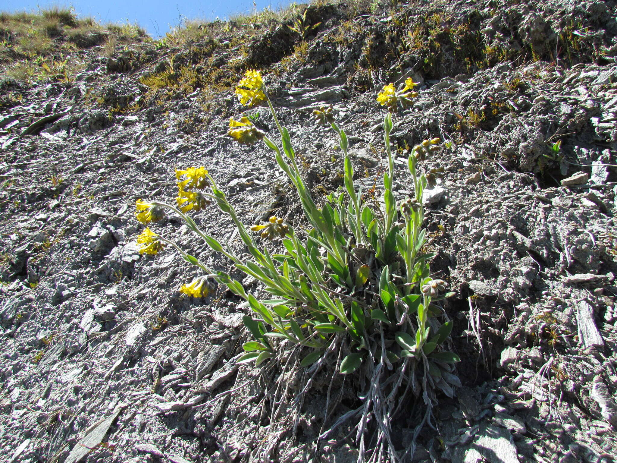 Image of Myosotis macrantha (Hook. fil.) Benth. & Hook. fil.